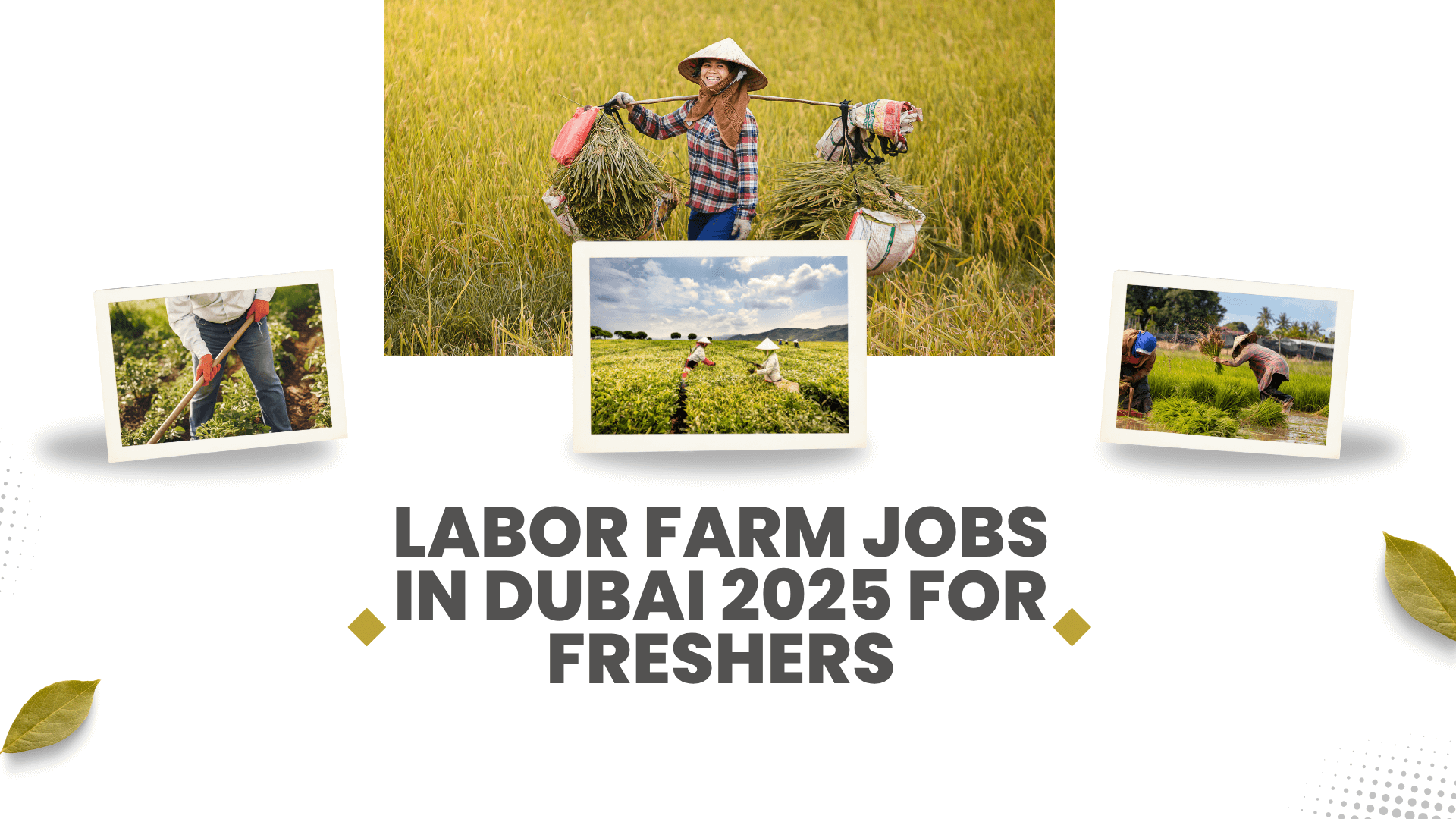 Labor Farm Jobs In Dubai 2025